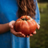 German Pink Tomato