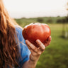 German Pink Tomato
