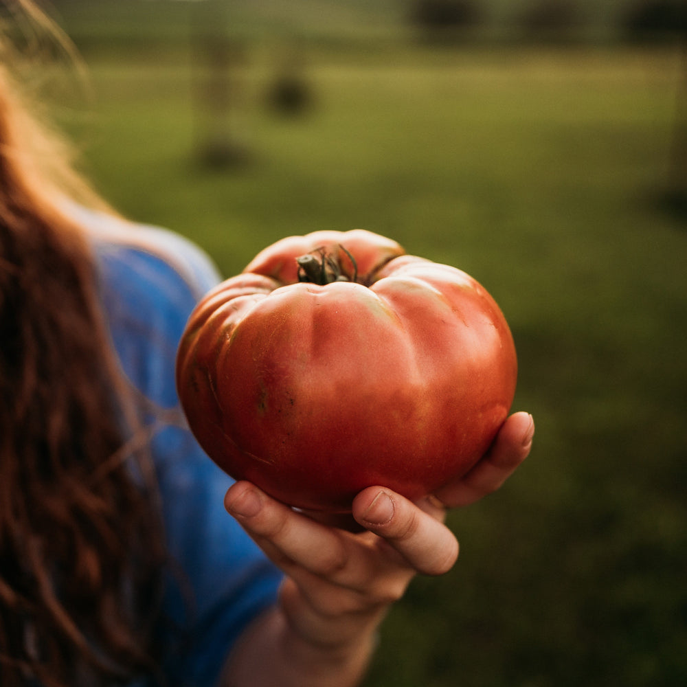 German Pink Tomato