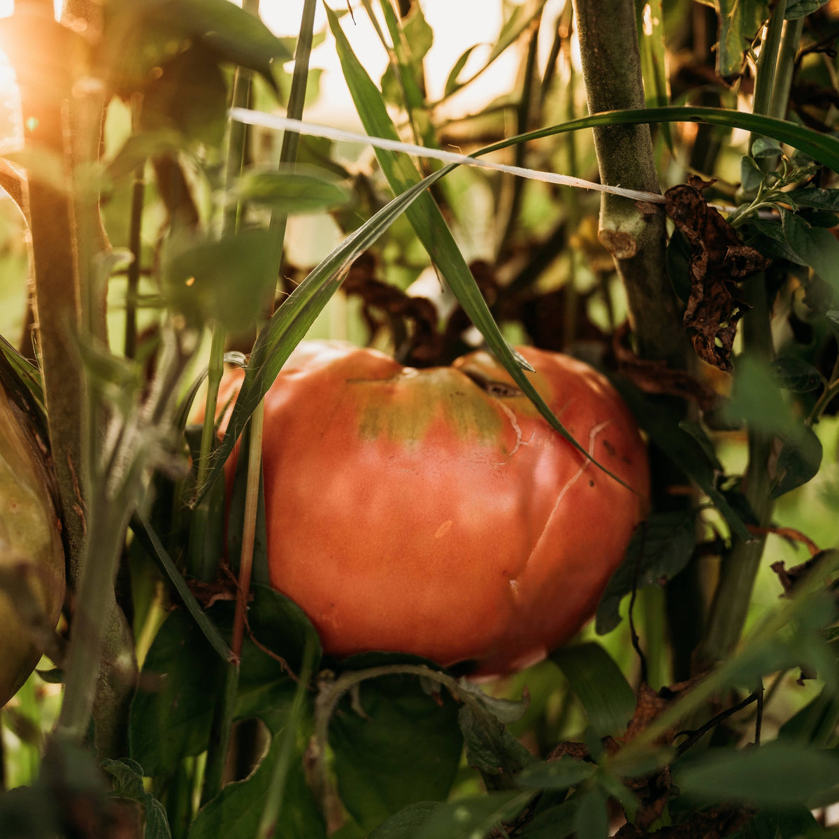 German Pink Tomato