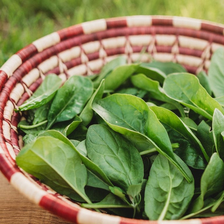 Giant Nobel Spinach