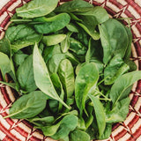 Giant Noble Spinach Seeds
