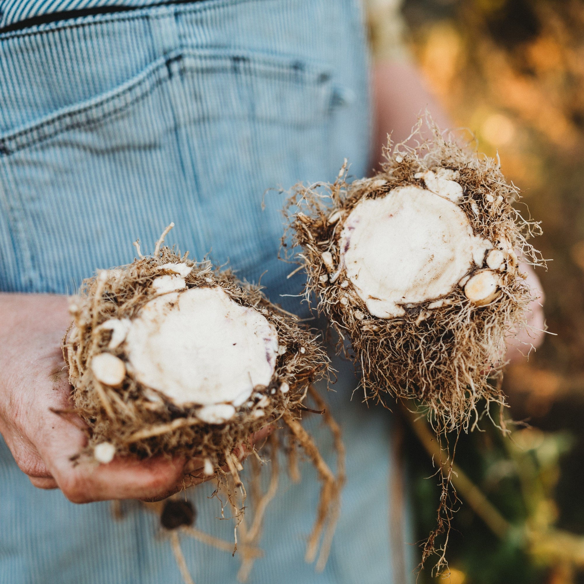 planting celeriac seeds Giant Prague Celeriac