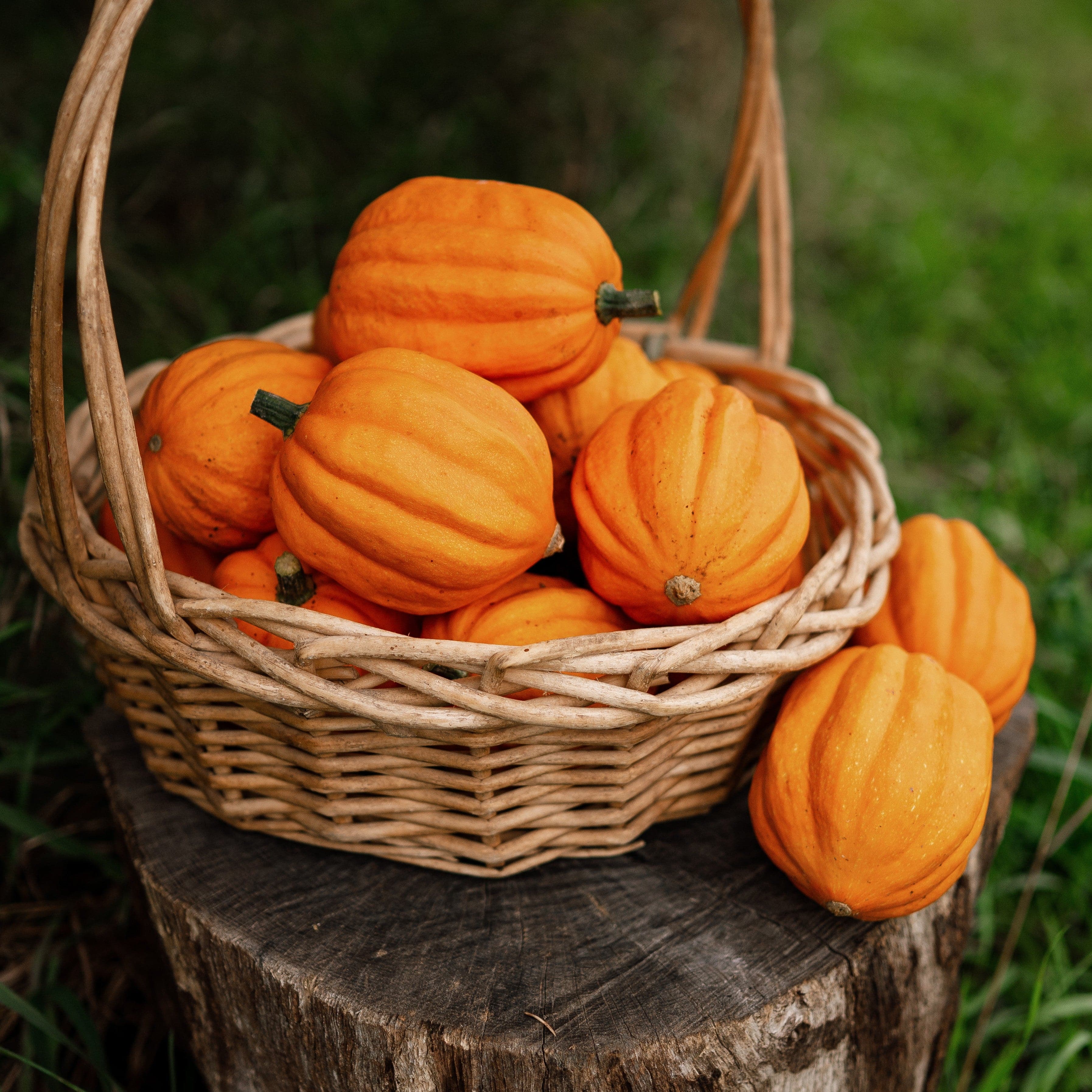 Gill's Golden Pippin Squash - Thresh Seed Co.