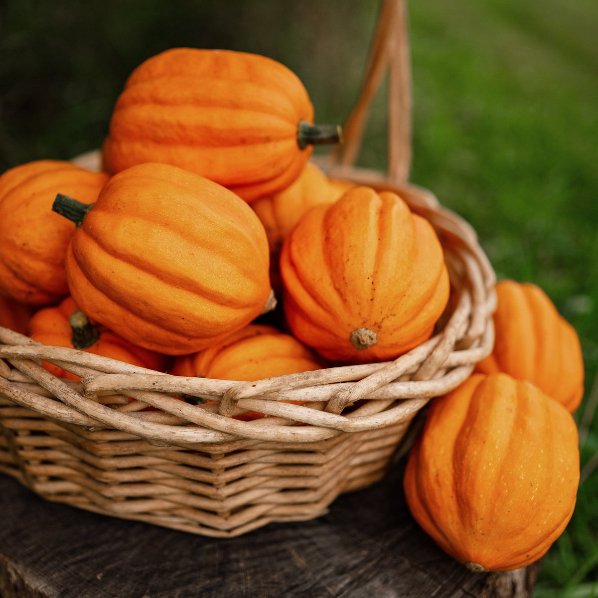 Gill&#39;s Golden Pippin Squash