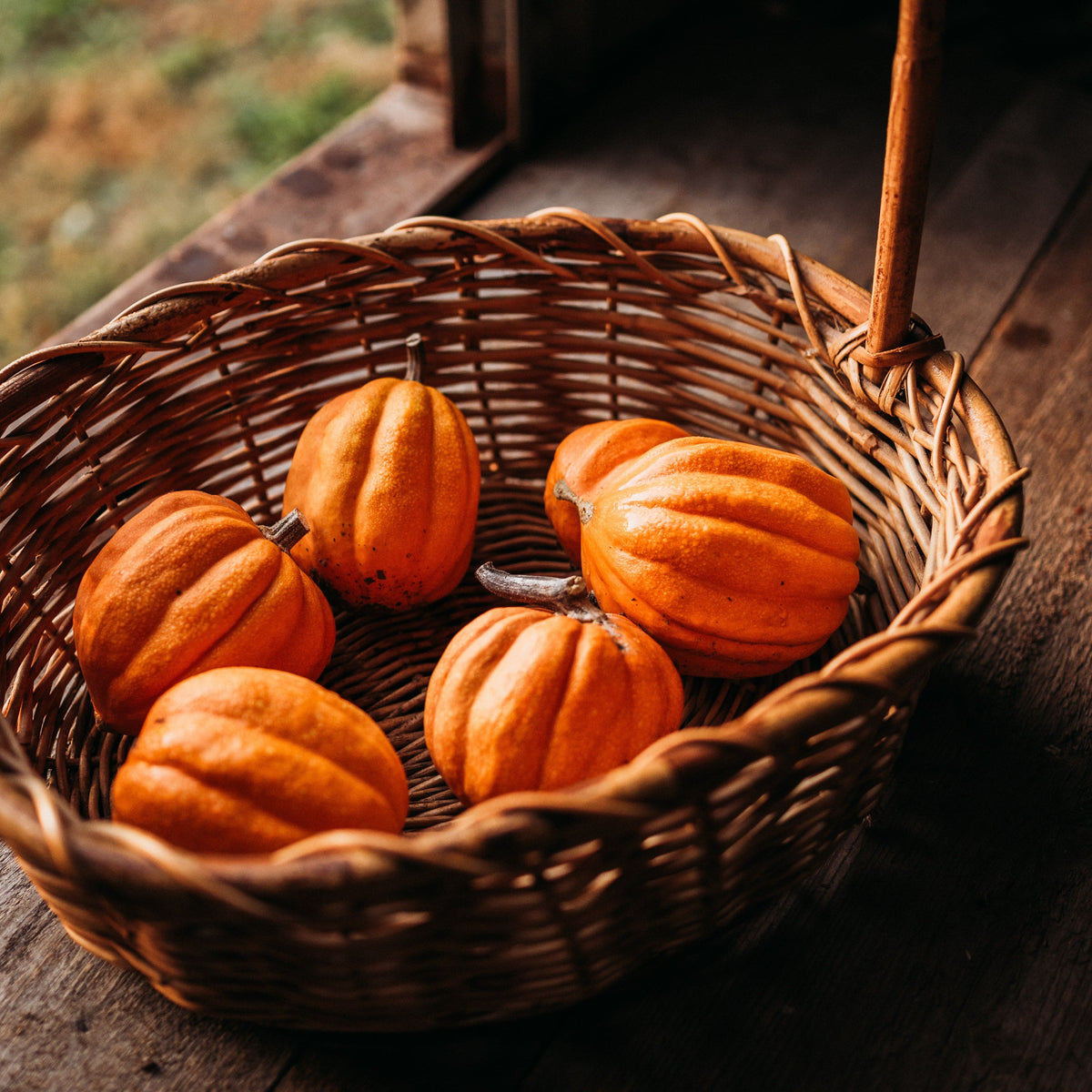 Gill&#39;s Golden Pippin Squash