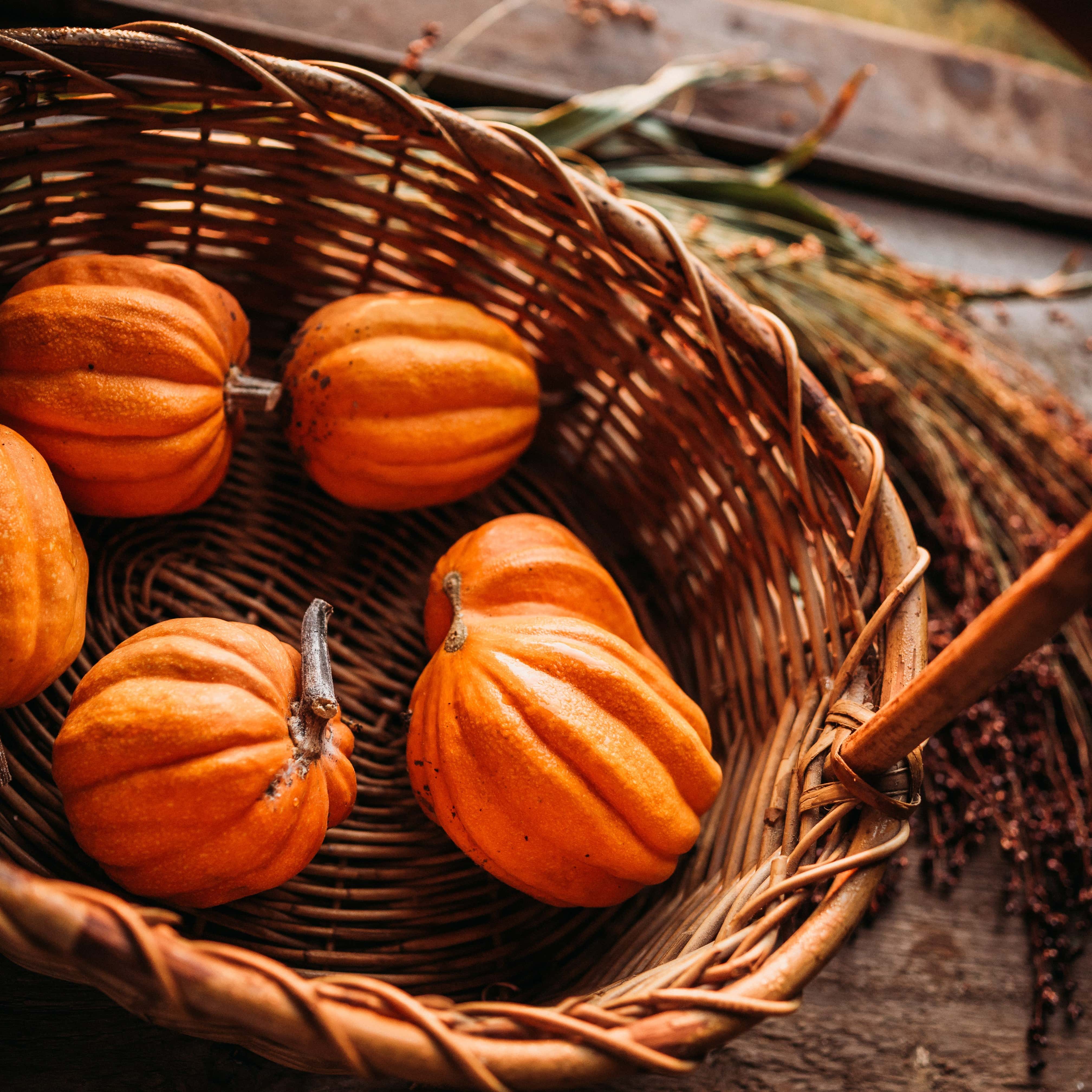 Gill's Golden Pippin Squash - Thresh Seed Co.