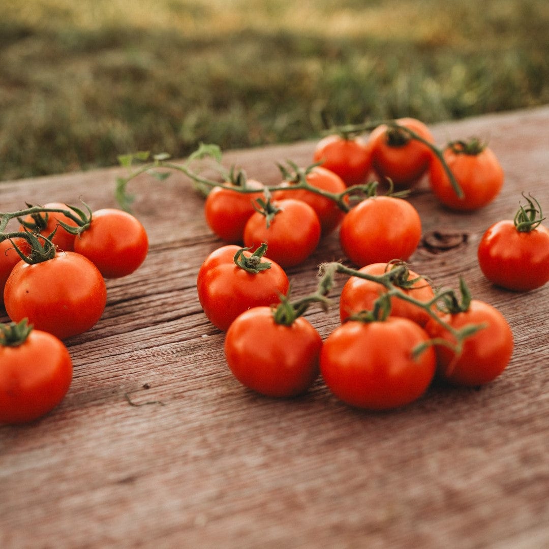 Glasnost Siberian Tomato