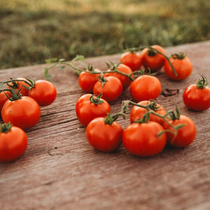 Glasnost Siberian Tomato