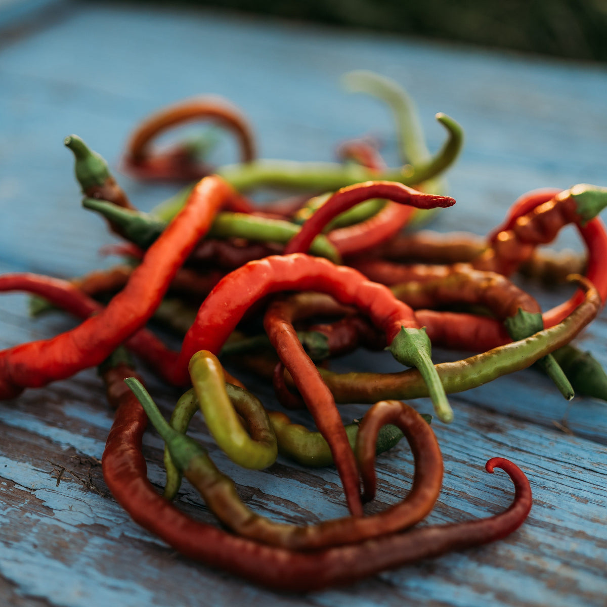 Goat Horn Pepper (Keçi Boynuzu)