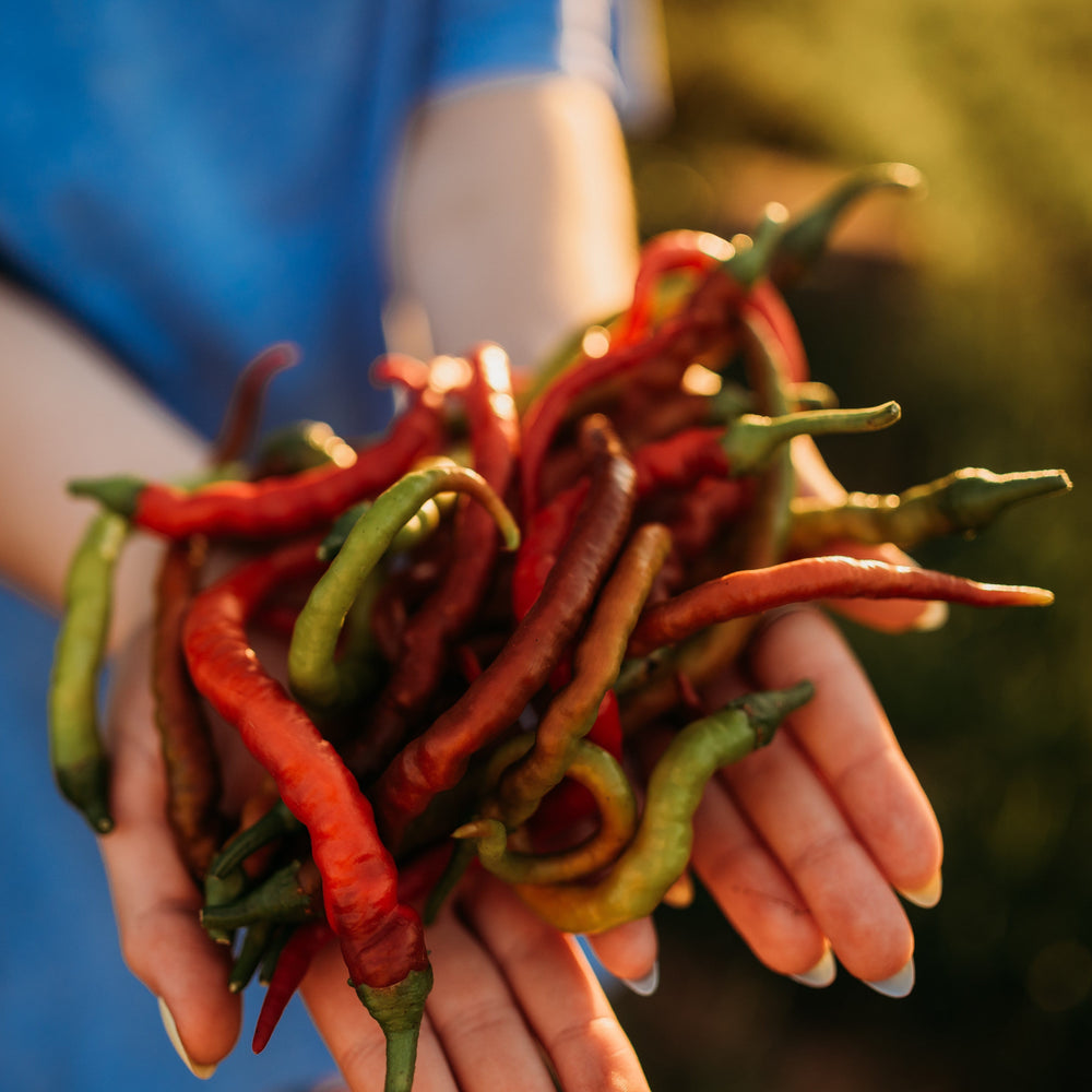 Goat Horn Pepper (Keçi Boynuzu)