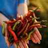 Goat Horn Pepper (Keçi Boynuzu)