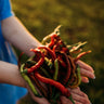 Goat Horn Pepper (Keçi Boynuzu)