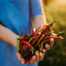 Goat Horn Pepper (Keçi Boynuzu)