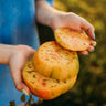 Gold Medal Tomato