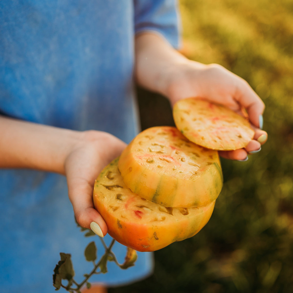 Gold Medal Tomato