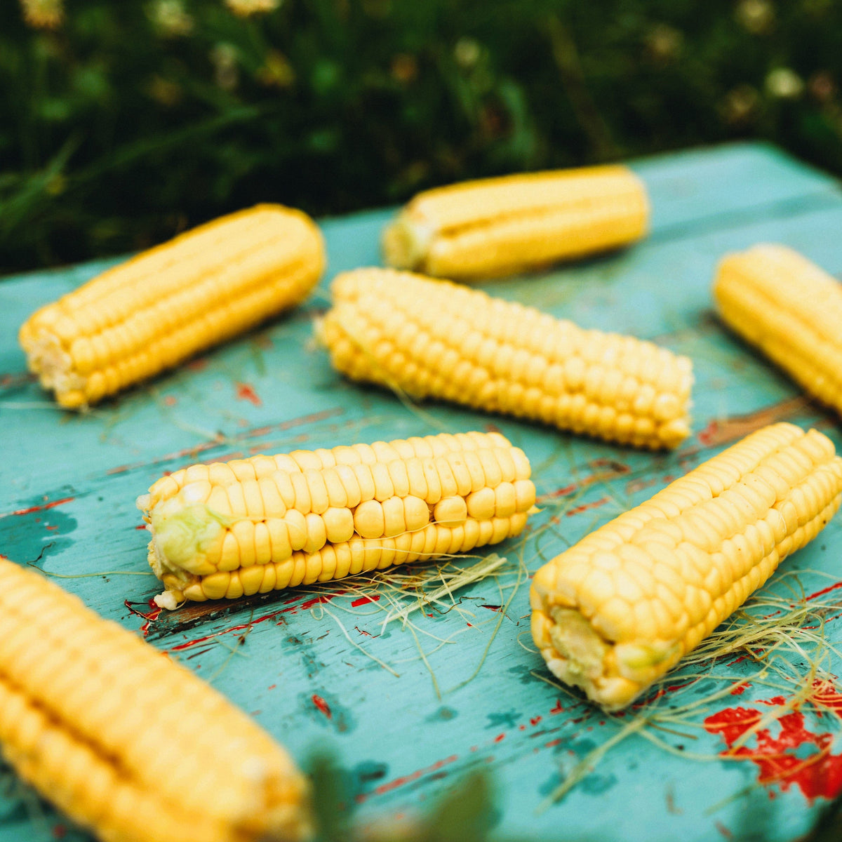 Golden Bantam 8-row Sweet Corn