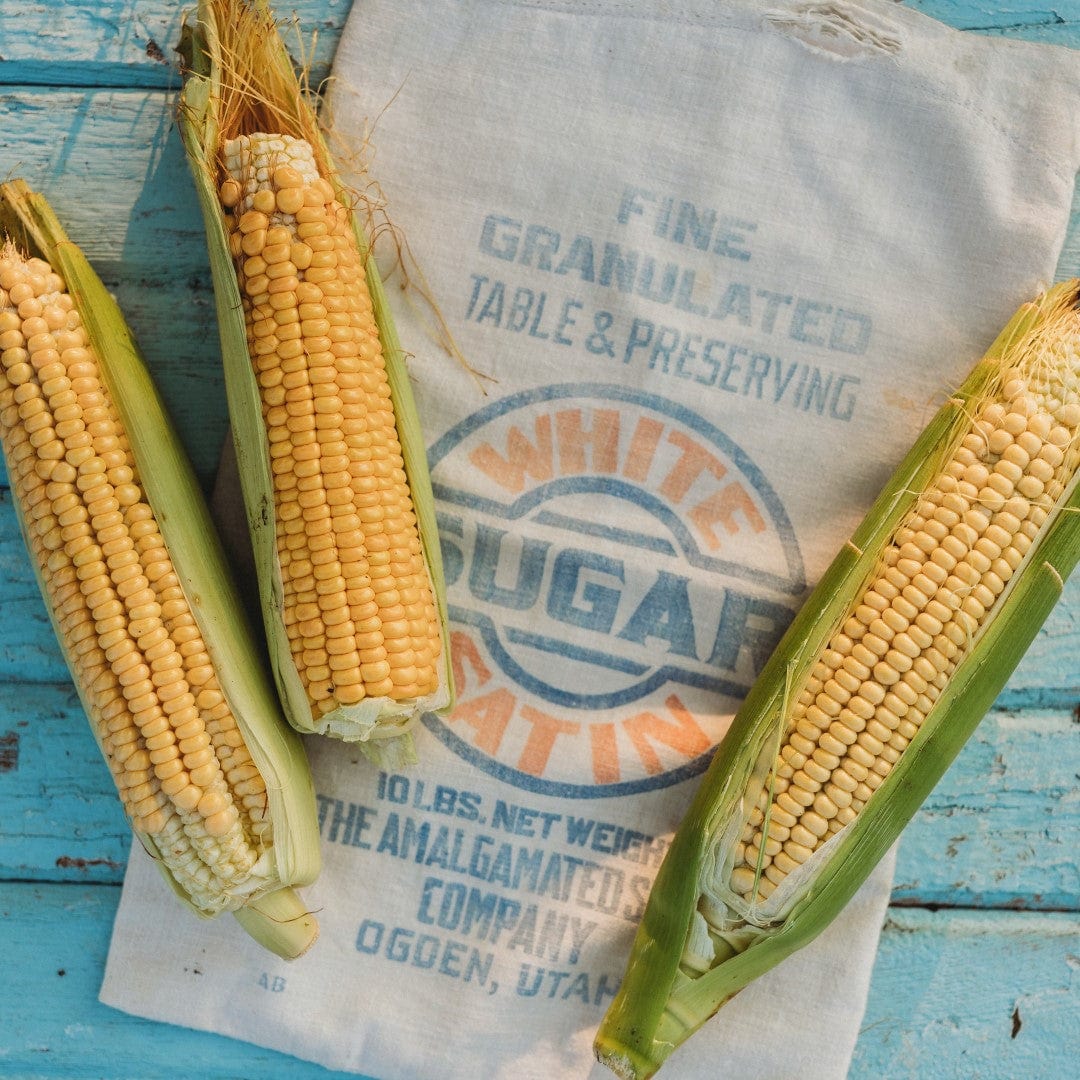 Golden Bantam Improved Heirloom Sweet Corn Seeds