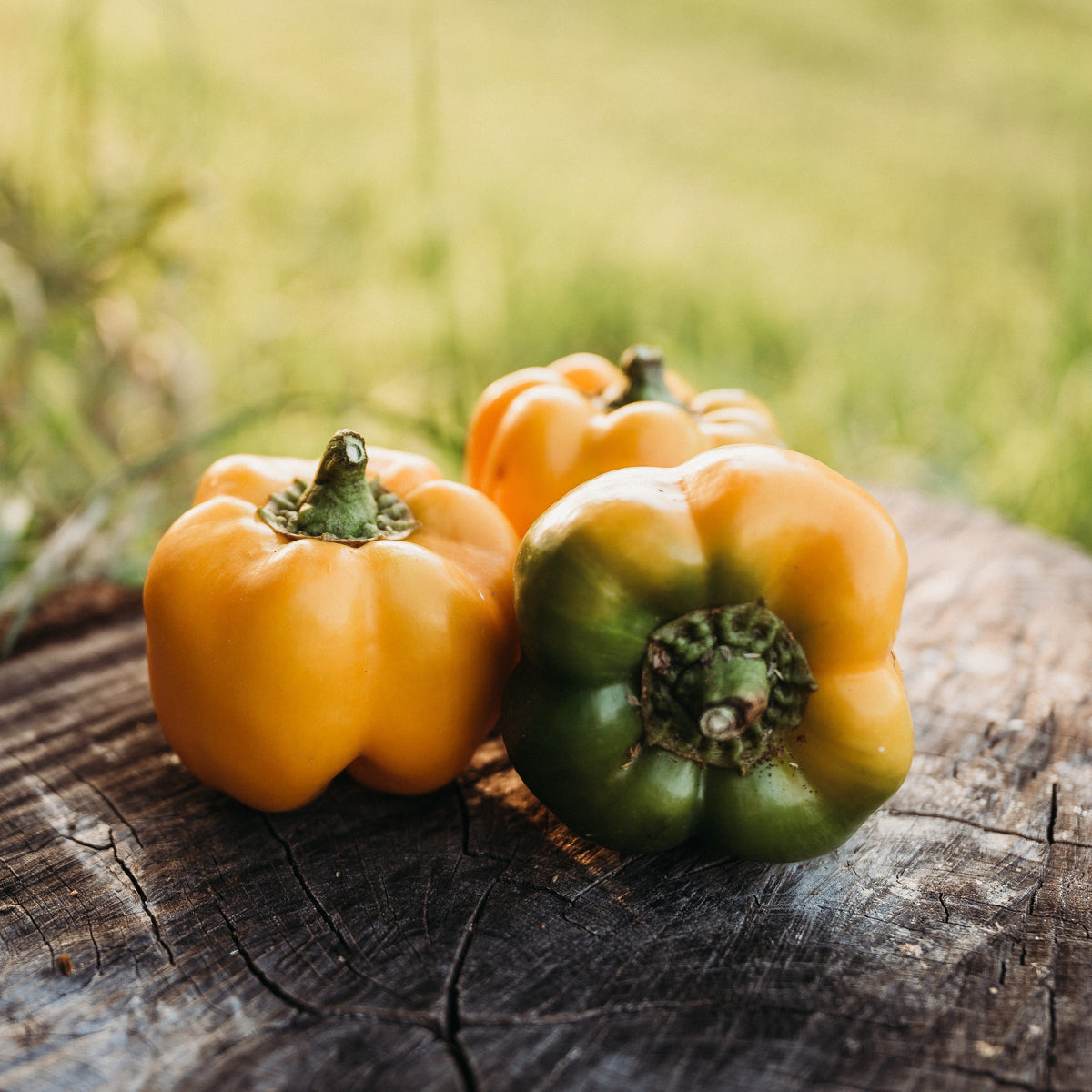 Golden California Wonder Pepper