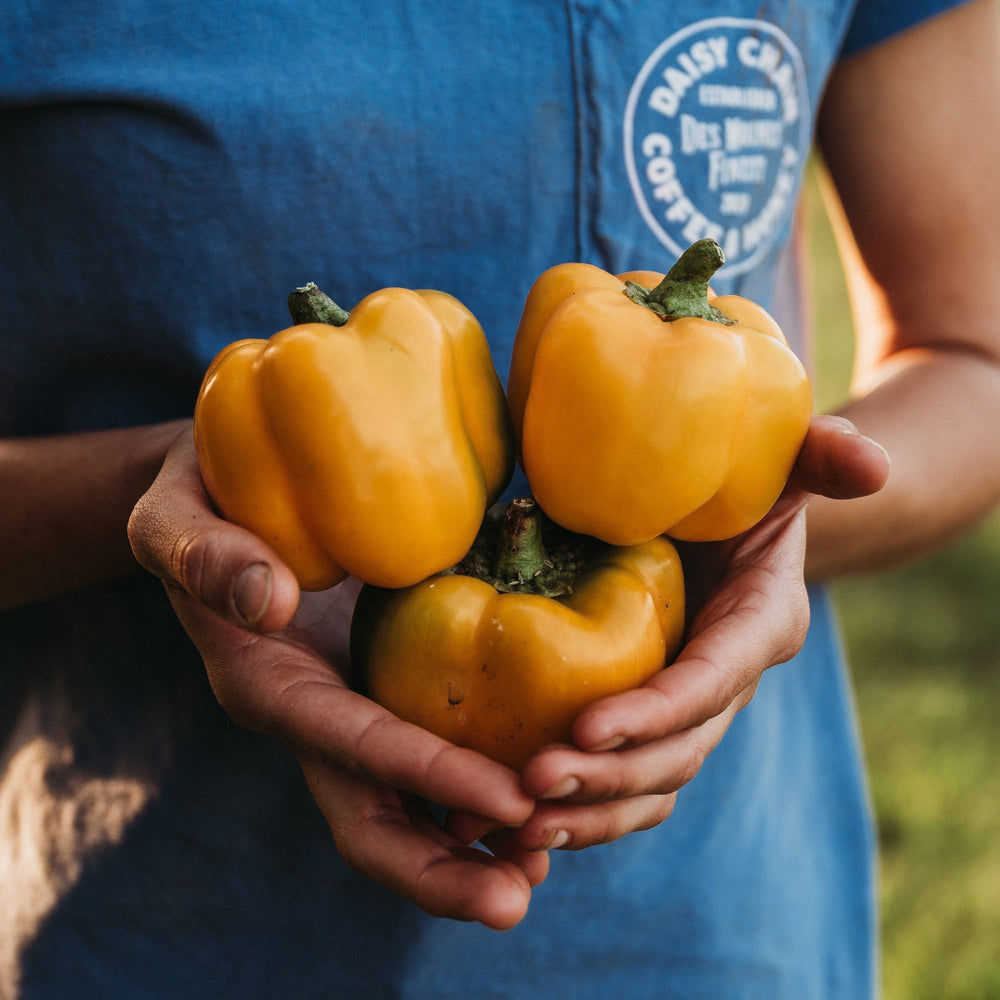 Golden California Wonder Pepper