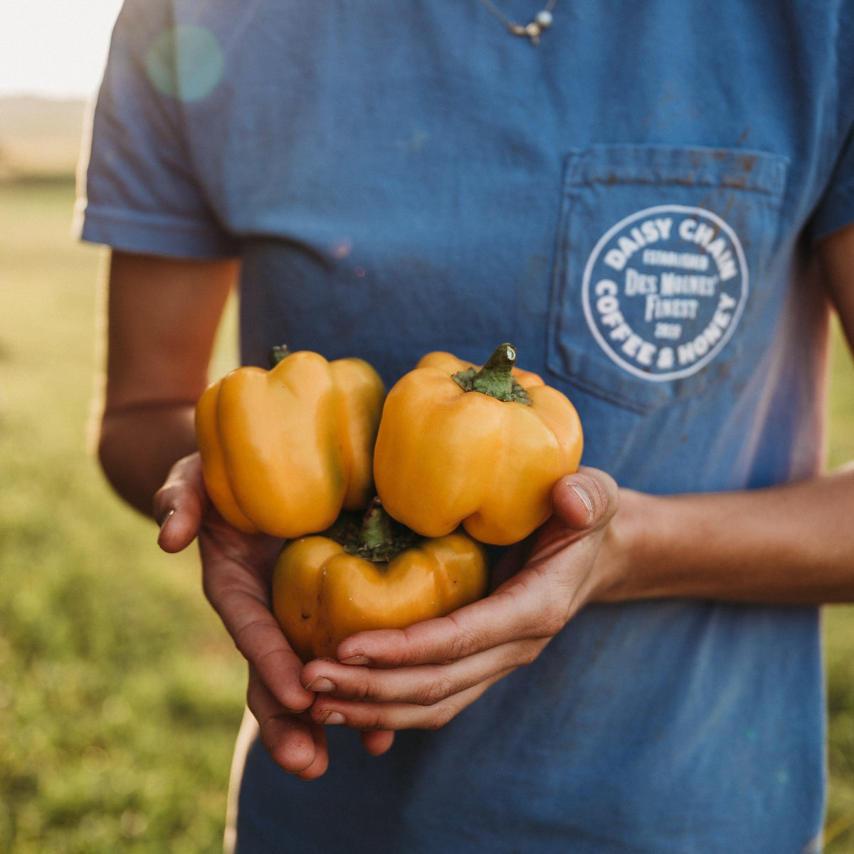 Golden California Wonder Pepper