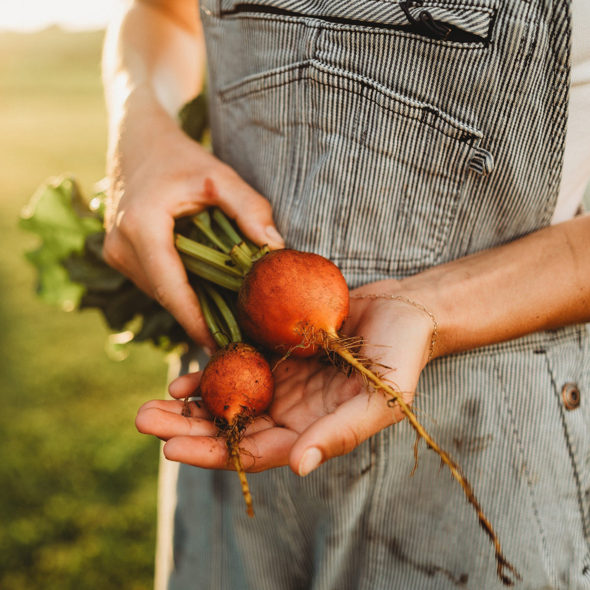 Golden Detroit Beet