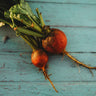 Golden Detroit Beet