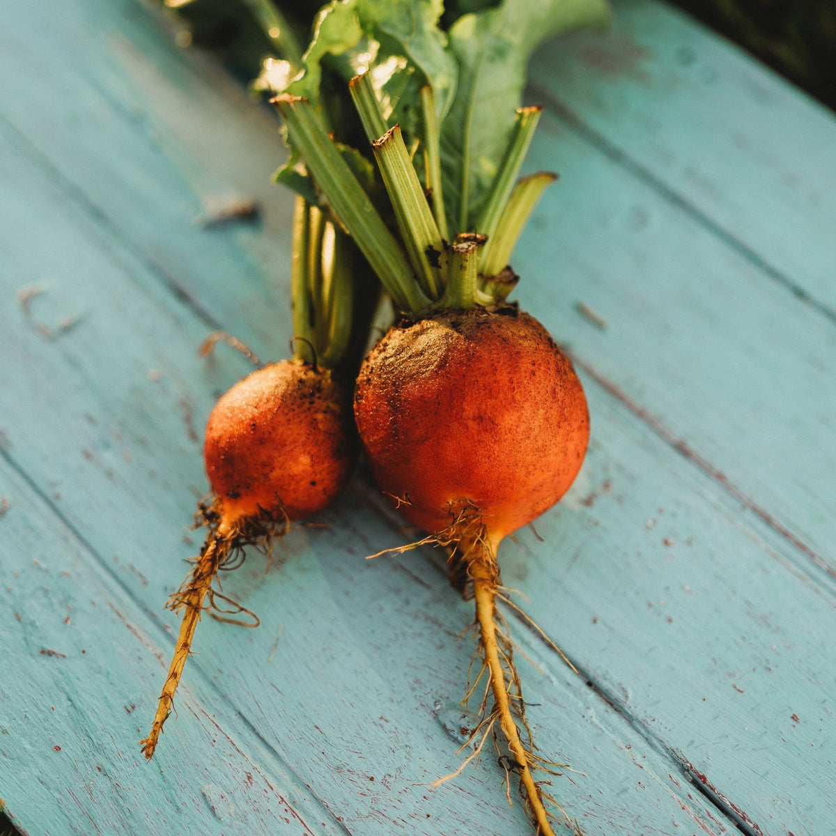 Golden Detroit Beet