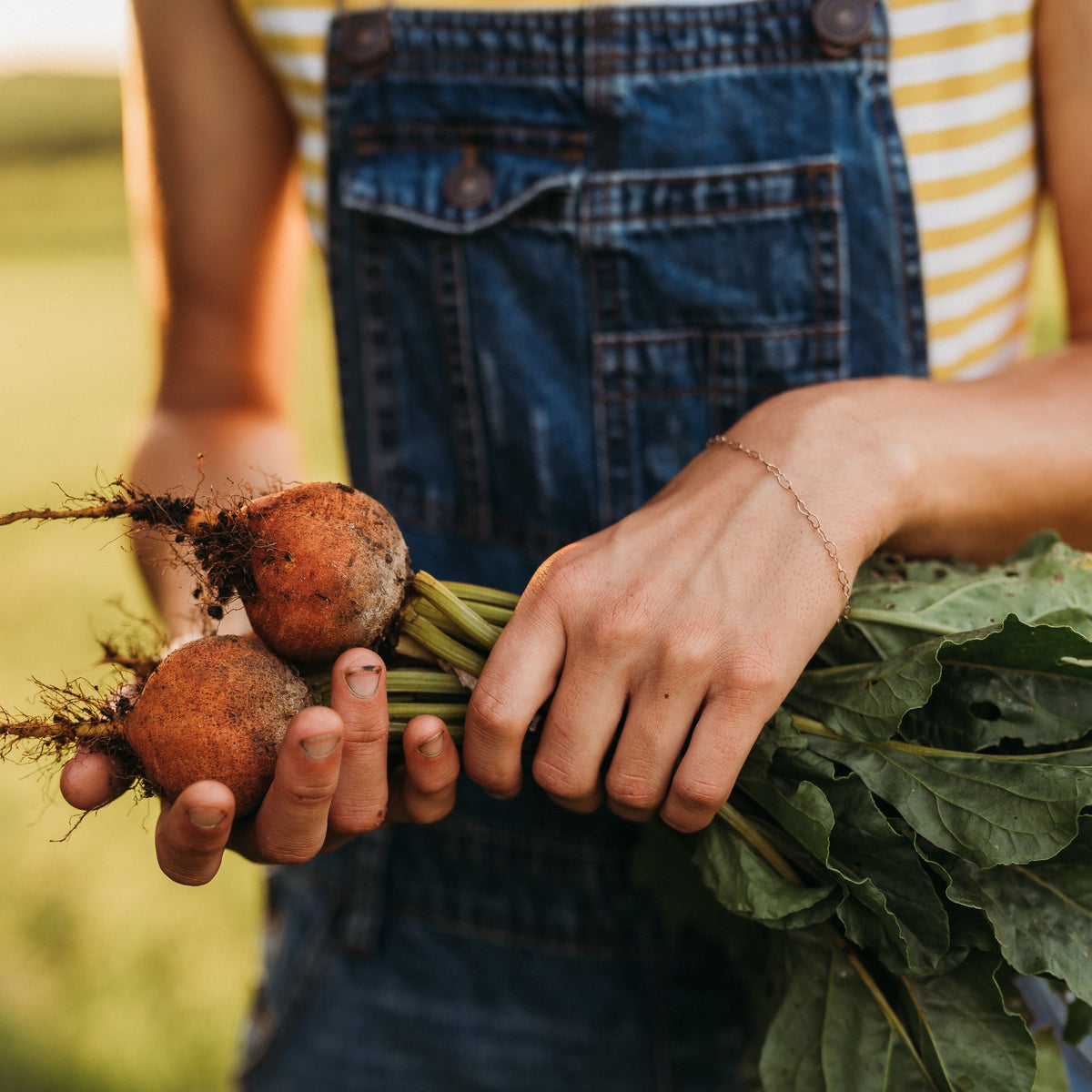 Golden Detroit Beet