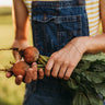 Golden Detroit Beet