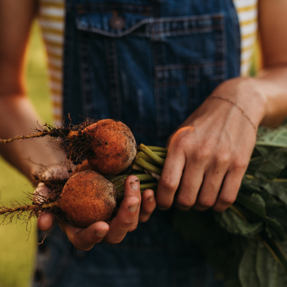 Golden Detroit Beet