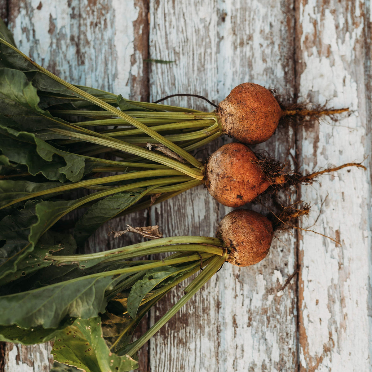 Golden Detroit Beet