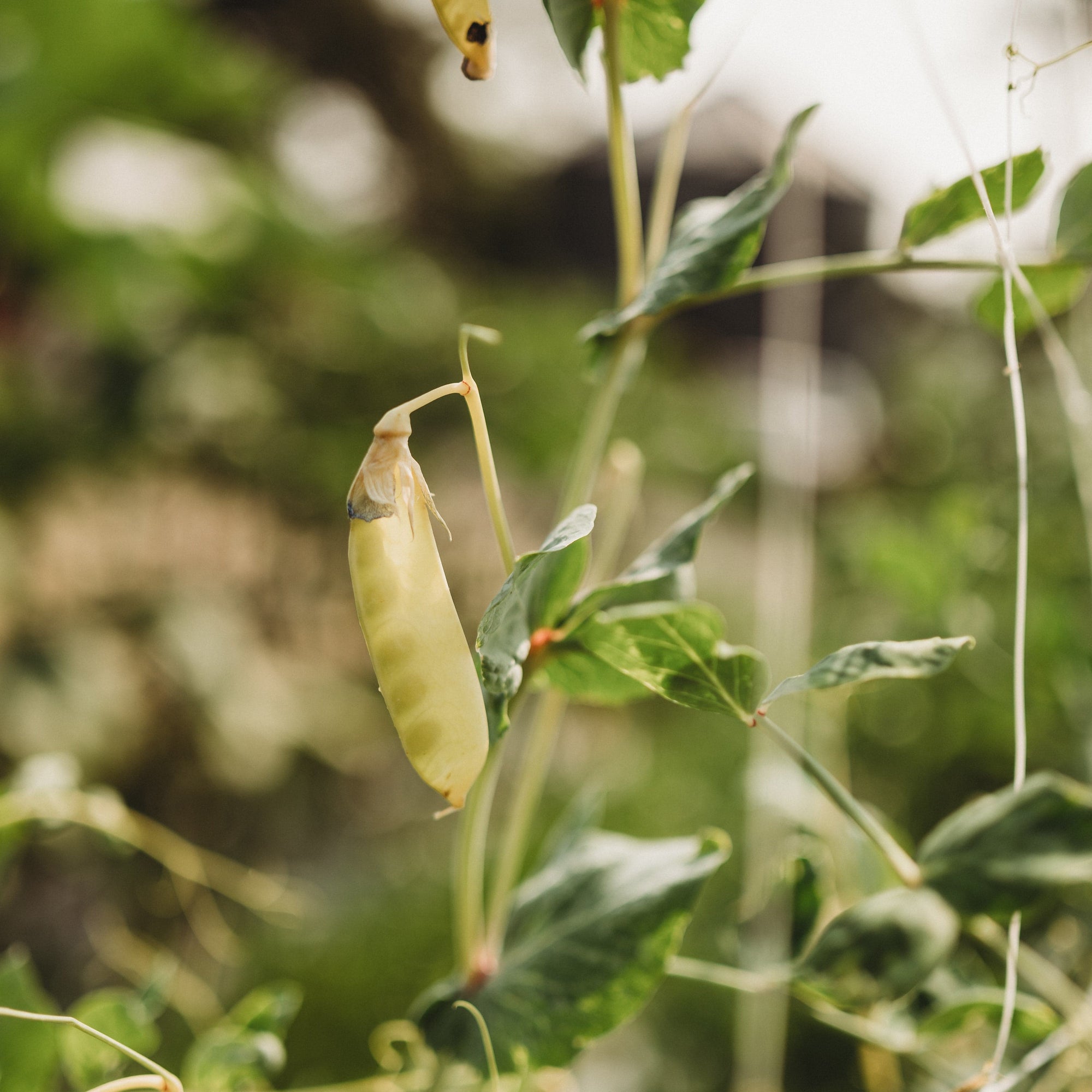 garden pea seeds Golden Sweet Garden Pea, Packet (50 Seeds)