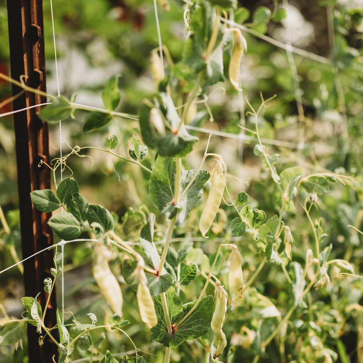 Golden Sweet Garden Pea