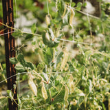Golden Sweet Garden Pea Seeds