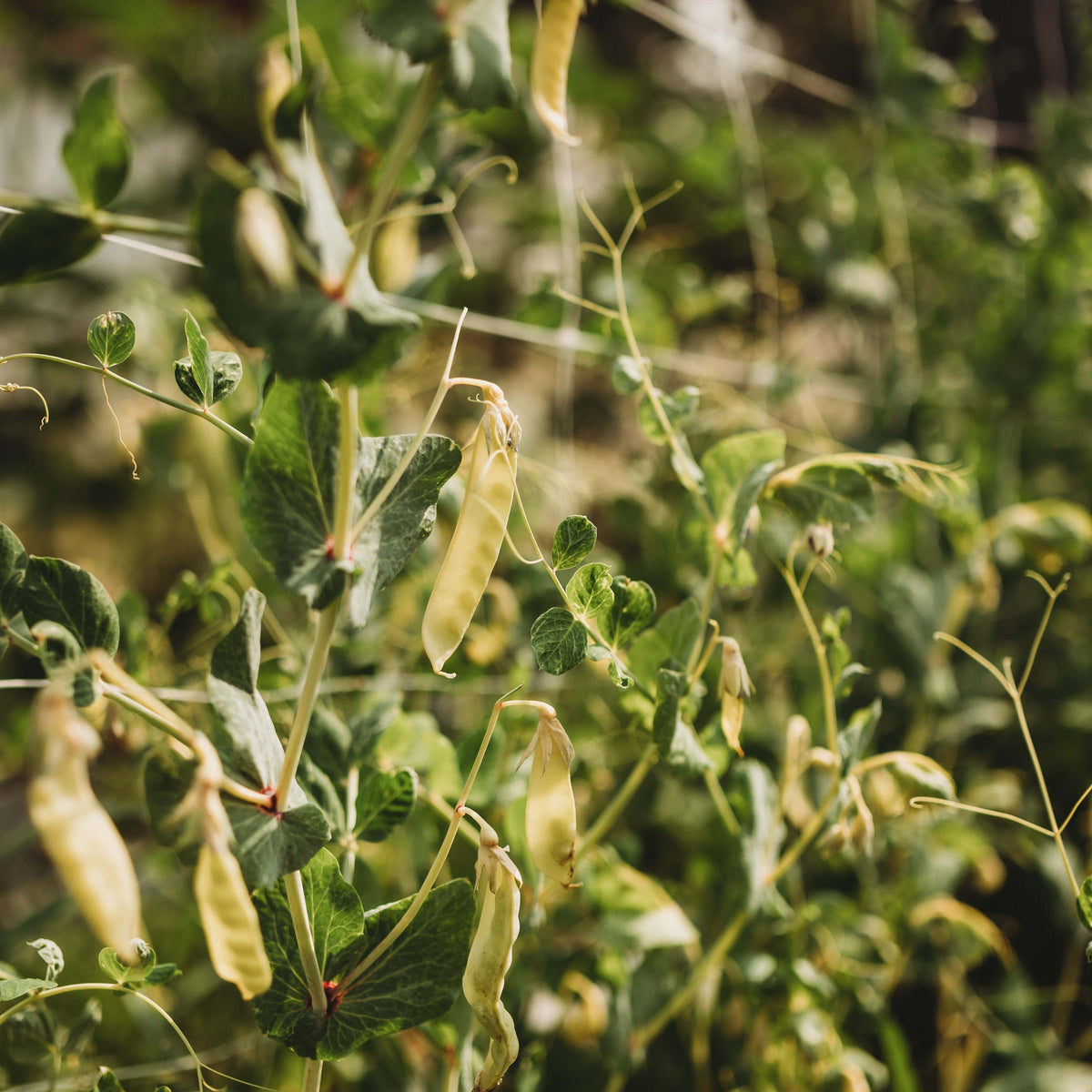 Golden Sweet Garden Pea