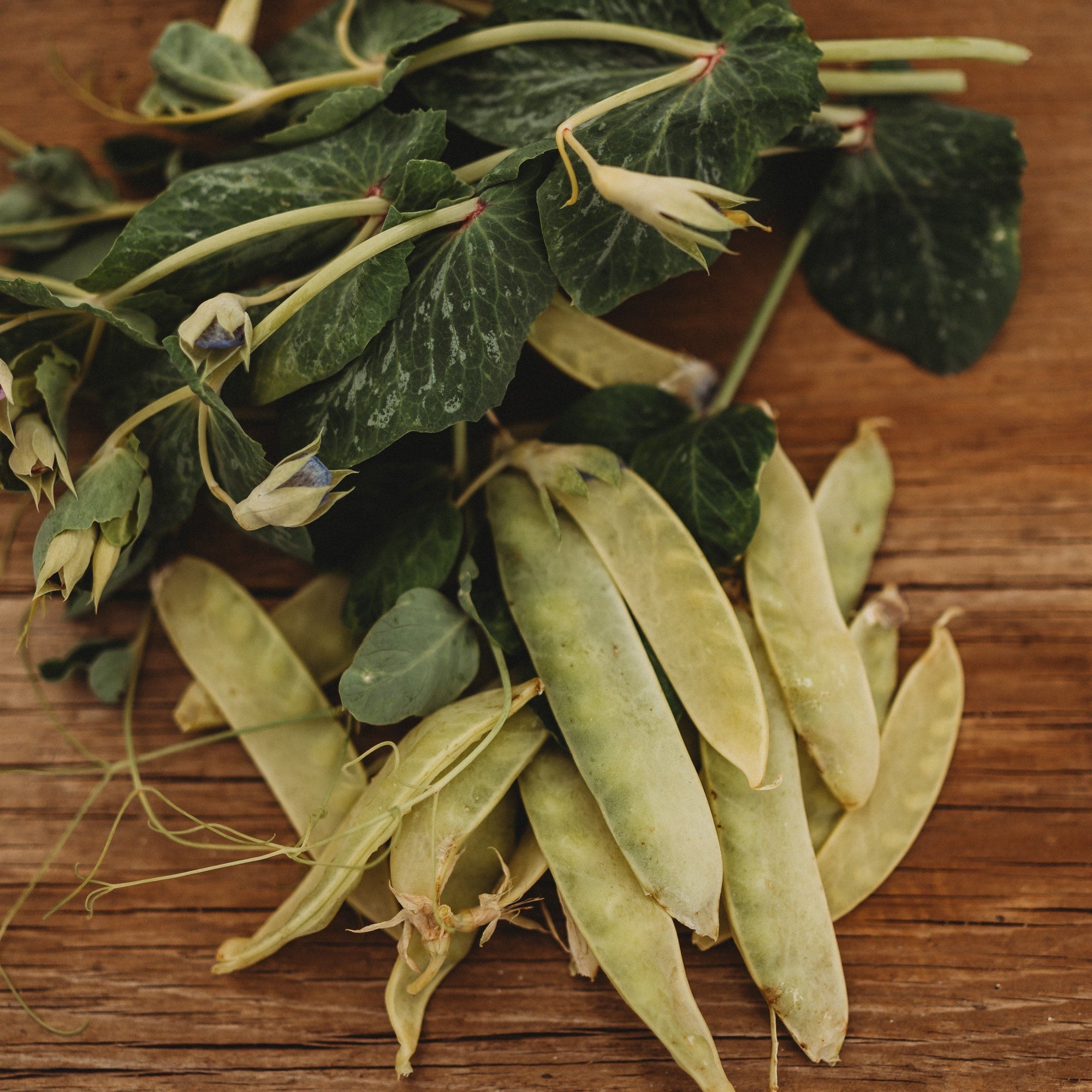 garden peas seeds Golden Sweet Garden Pea