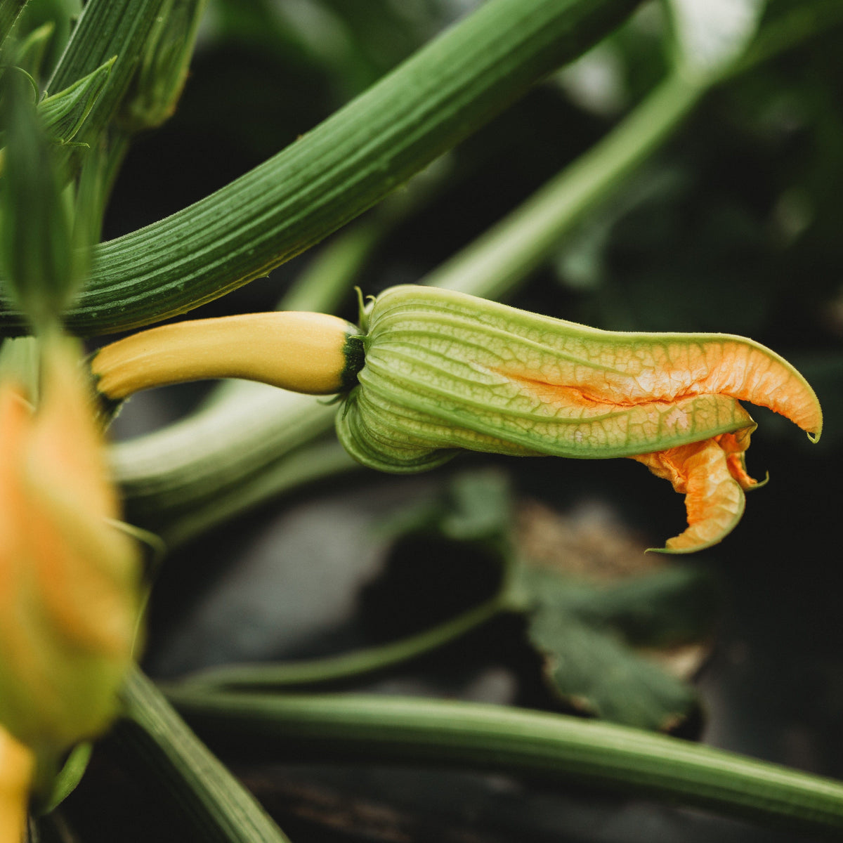 Golden Zucchini