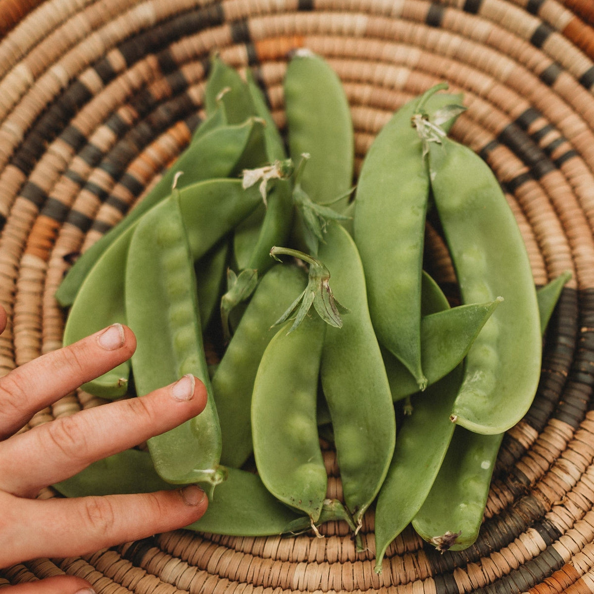 Green Beauty Snow Pea