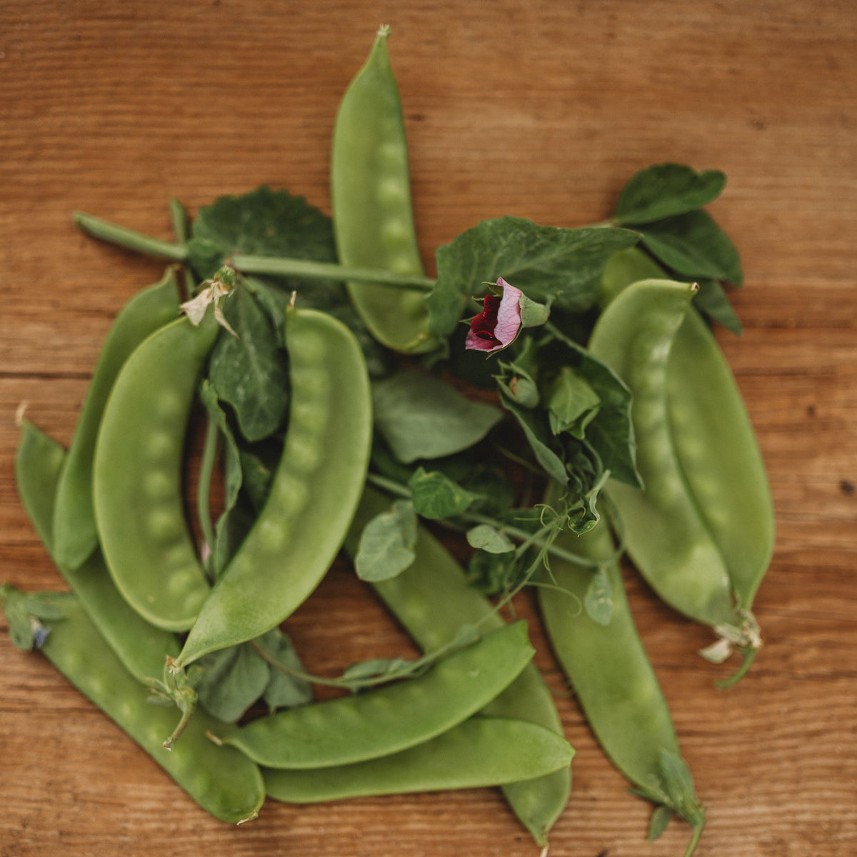 Green Beauty Snow Pea