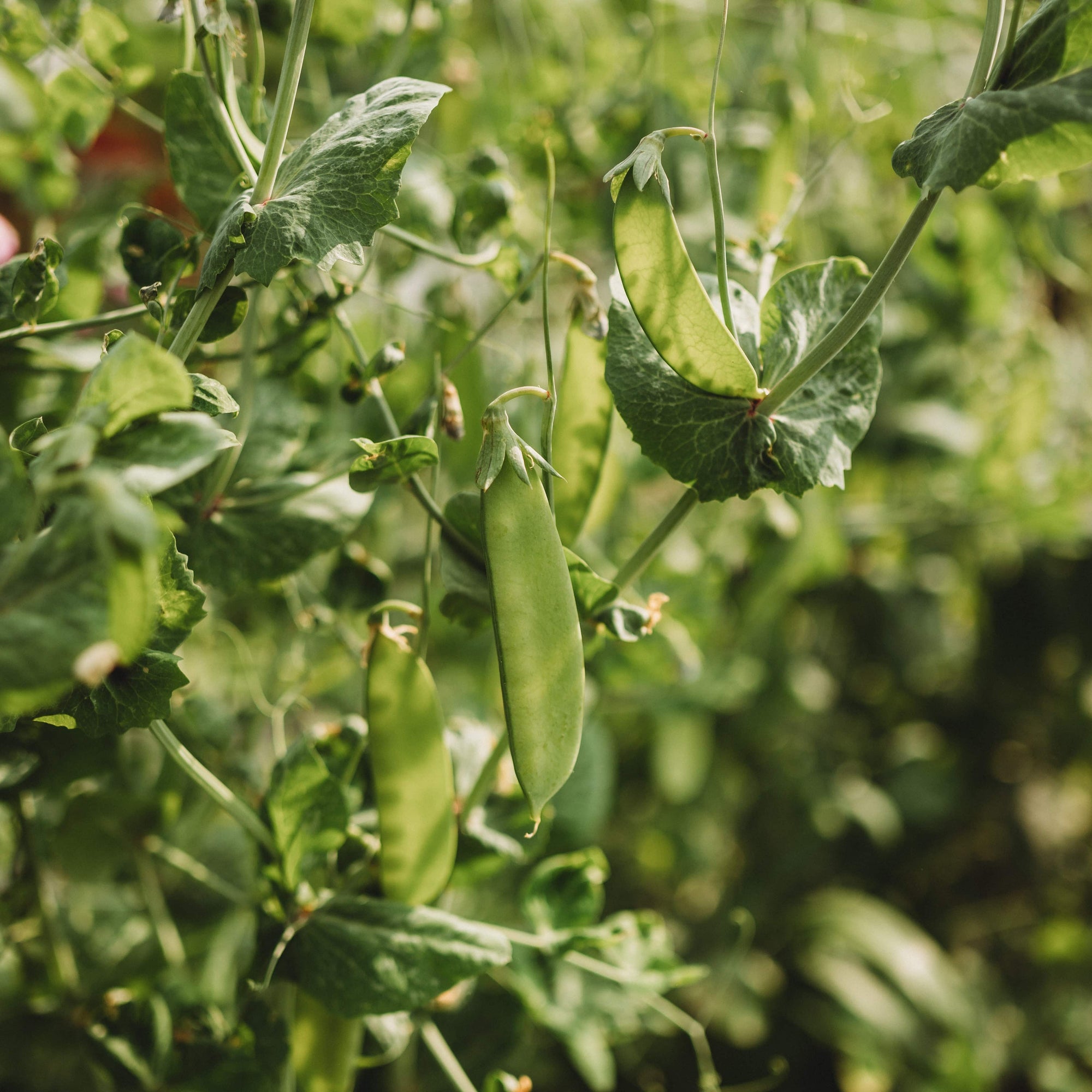 pea seed plant Green Beauty Snow Pea, Packet (50 Seeds)