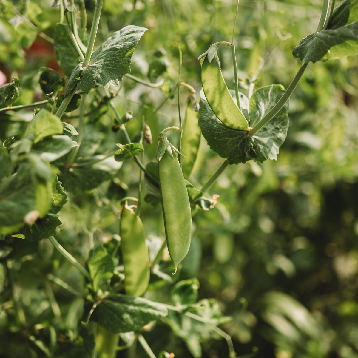 Green Beauty Snow Pea