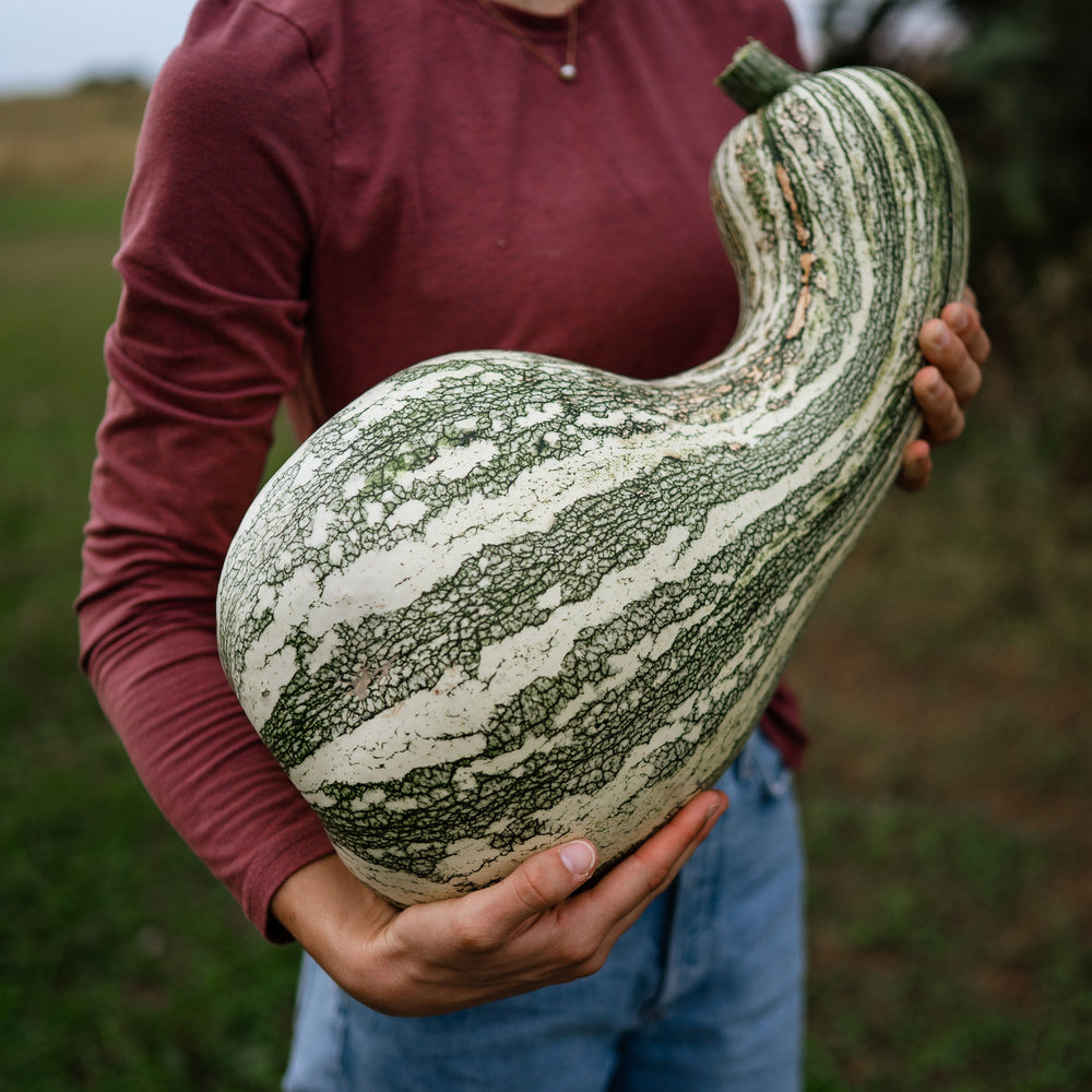 Green Striped Cushaw Squash
