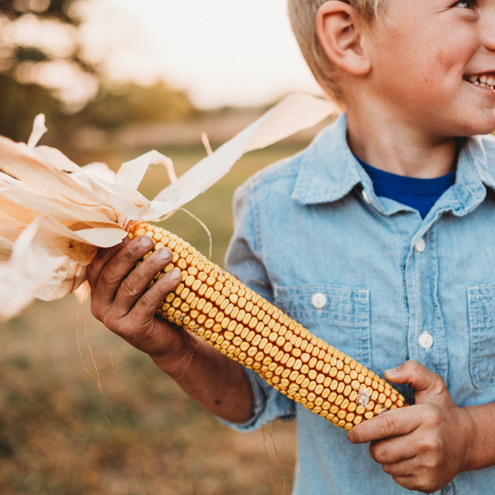 Greenfield Dent Corn