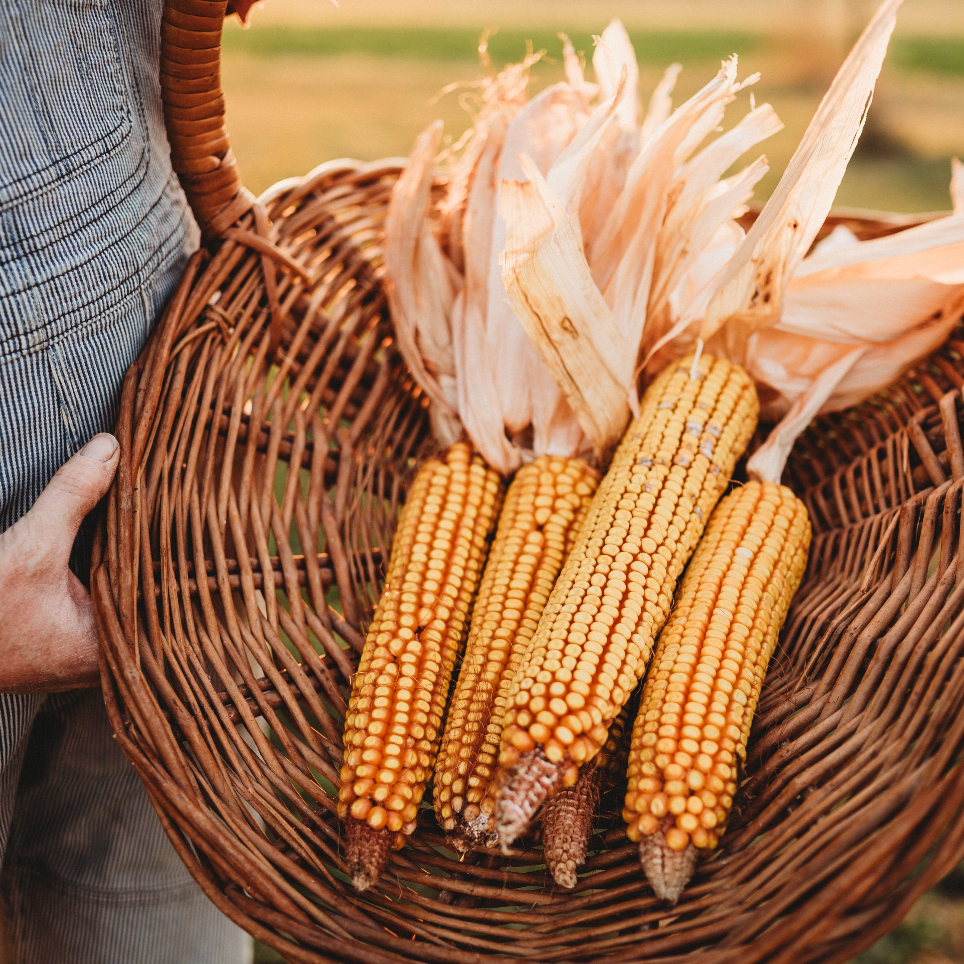 Greenfield Dent Corn - Thresh Seed Co.