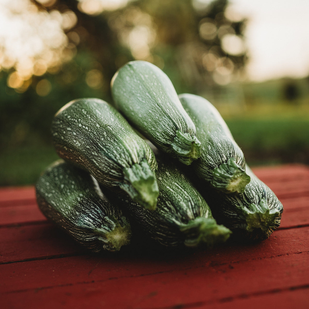 Grey Zucchini