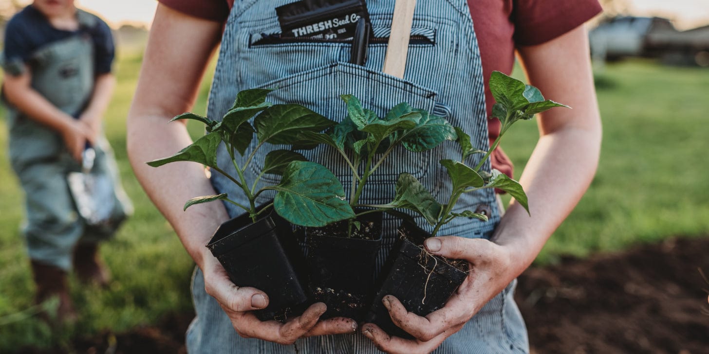 Gardener holding seedlings