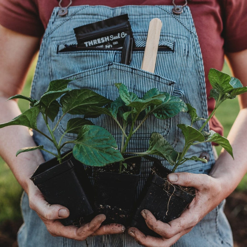 person holding seedlings