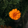 Hawaii Marigold