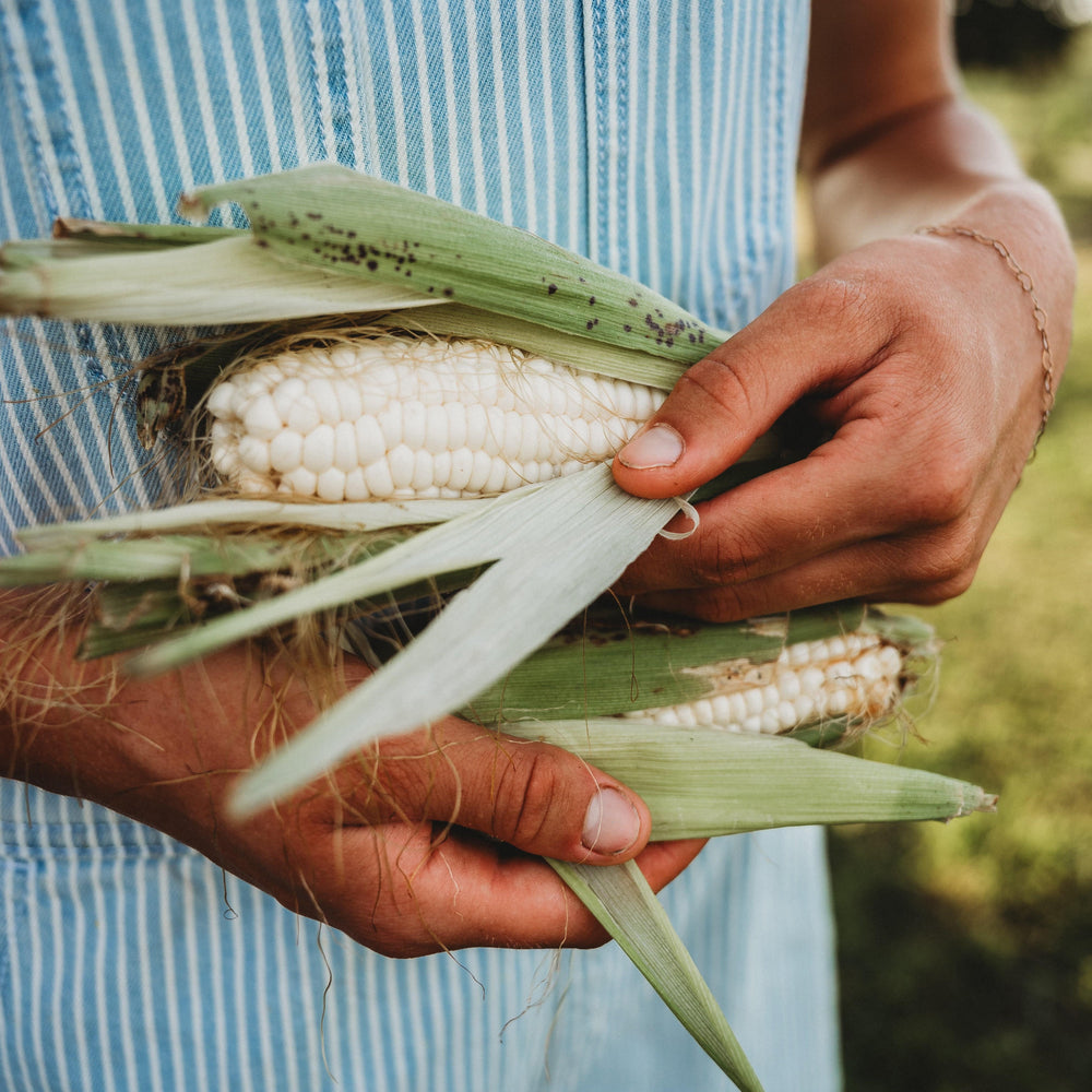 Hayes White Sweet Corn